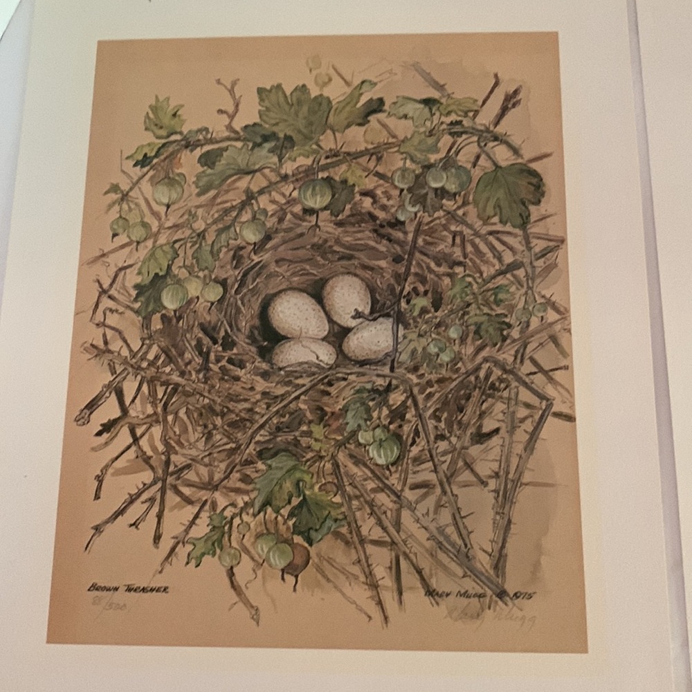 1975, set of numbered, 88/500 and 89/500 signed prints of birds nest MARY MUGG. - Picture 2 of 9